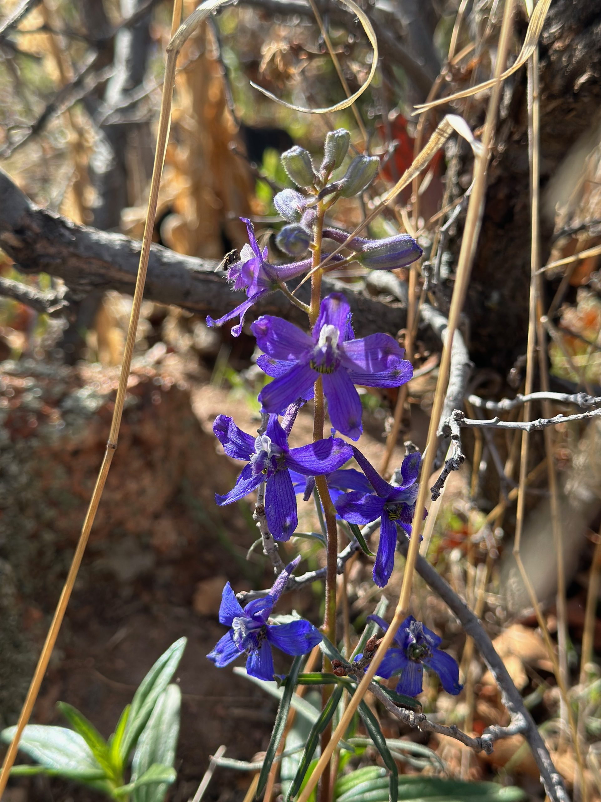 Monument Glamping | Spring Wildflowers Are Starting to Bloom Near Monument Glamping Monument Glamping | Spring Wildflowers Are Starting to Bloom Near Monument Glamping