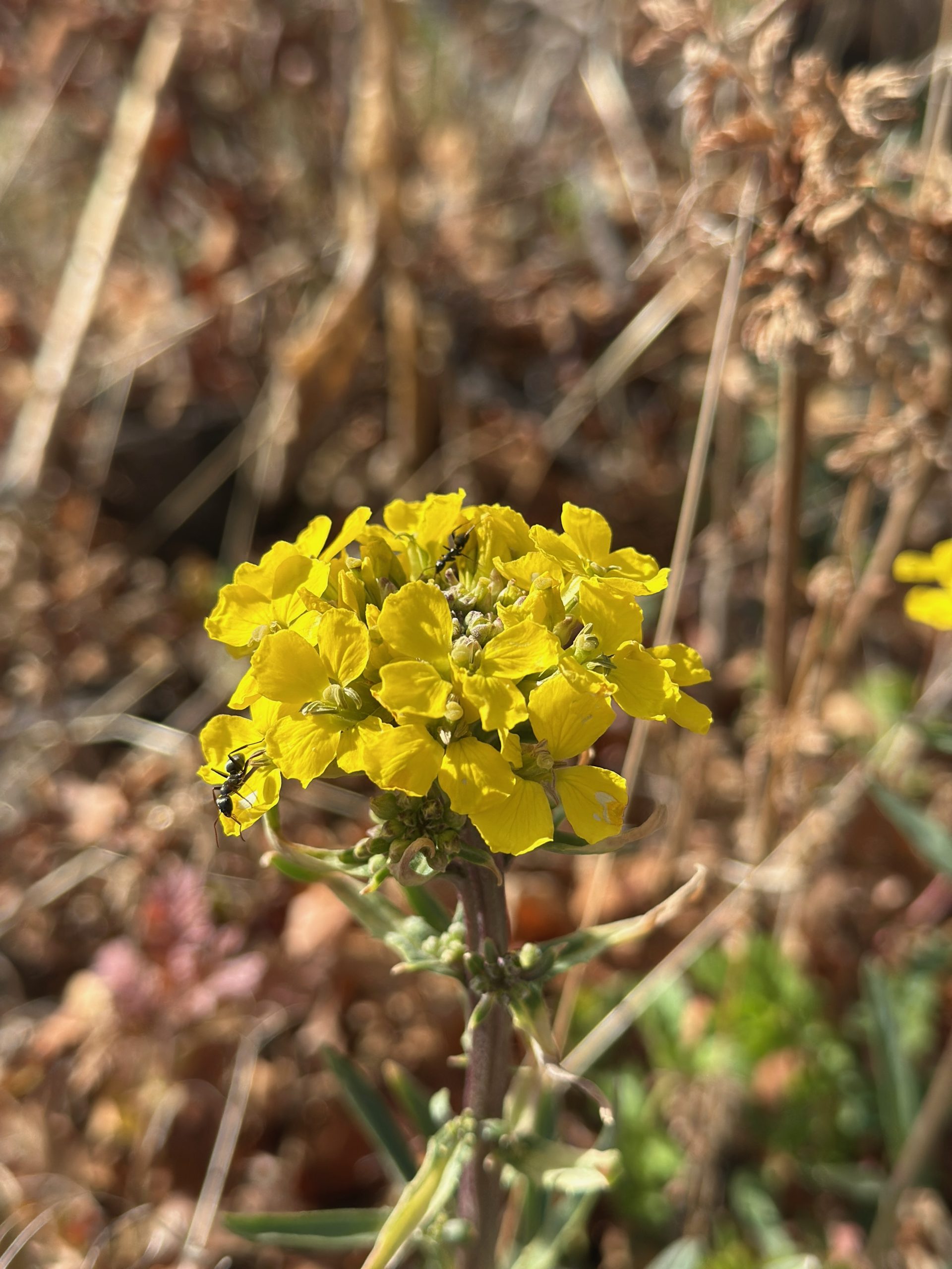 Monument Glamping | Spring Wildflowers Are Starting to Bloom Near Monument Glamping Monument Glamping | Spring Wildflowers Are Starting to Bloom Near Monument Glamping