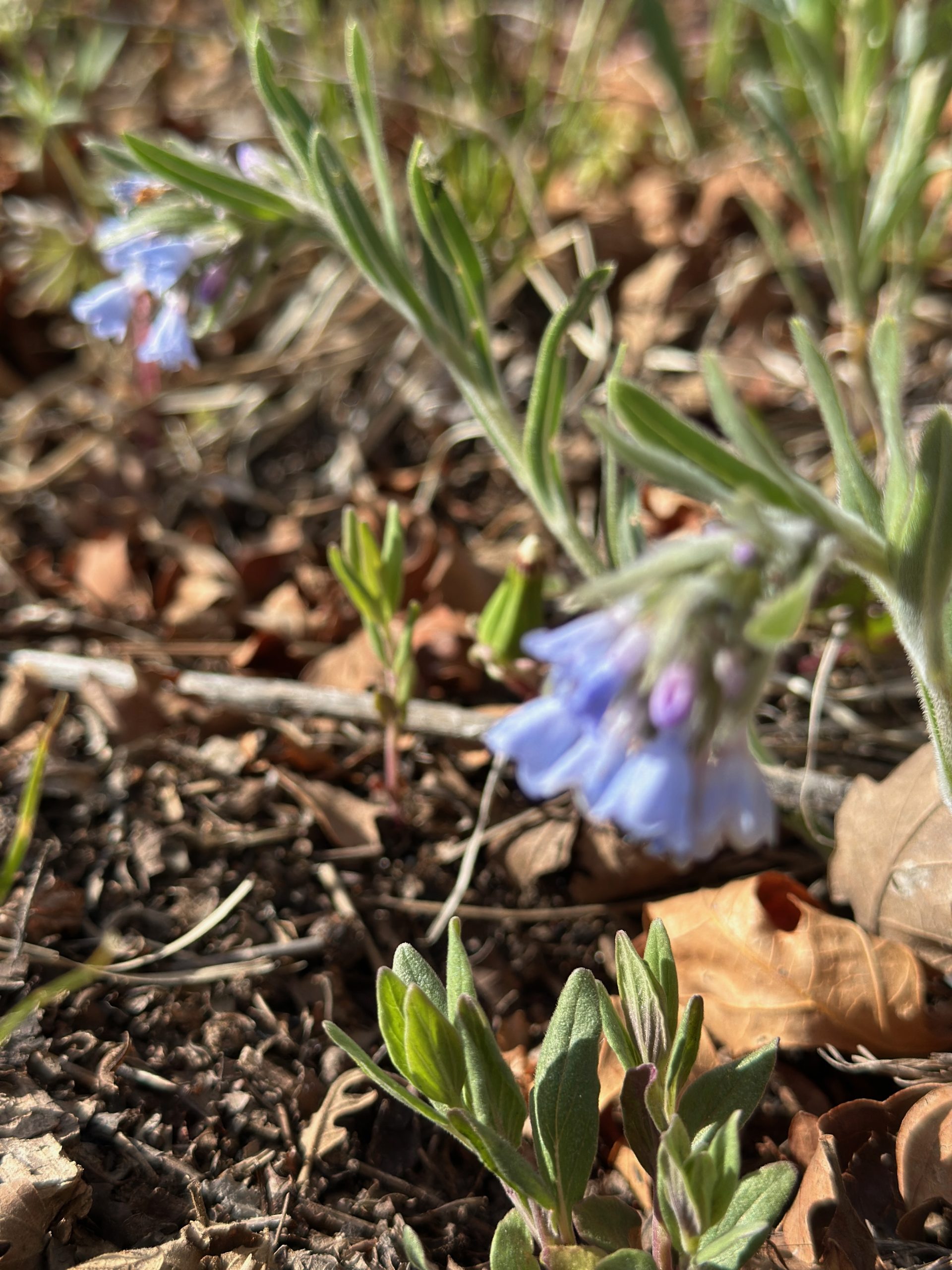 Monument Glamping | Spring Wildflowers Are Starting to Bloom Near Monument Glamping Monument Glamping | Spring Wildflowers Are Starting to Bloom Near Monument Glamping