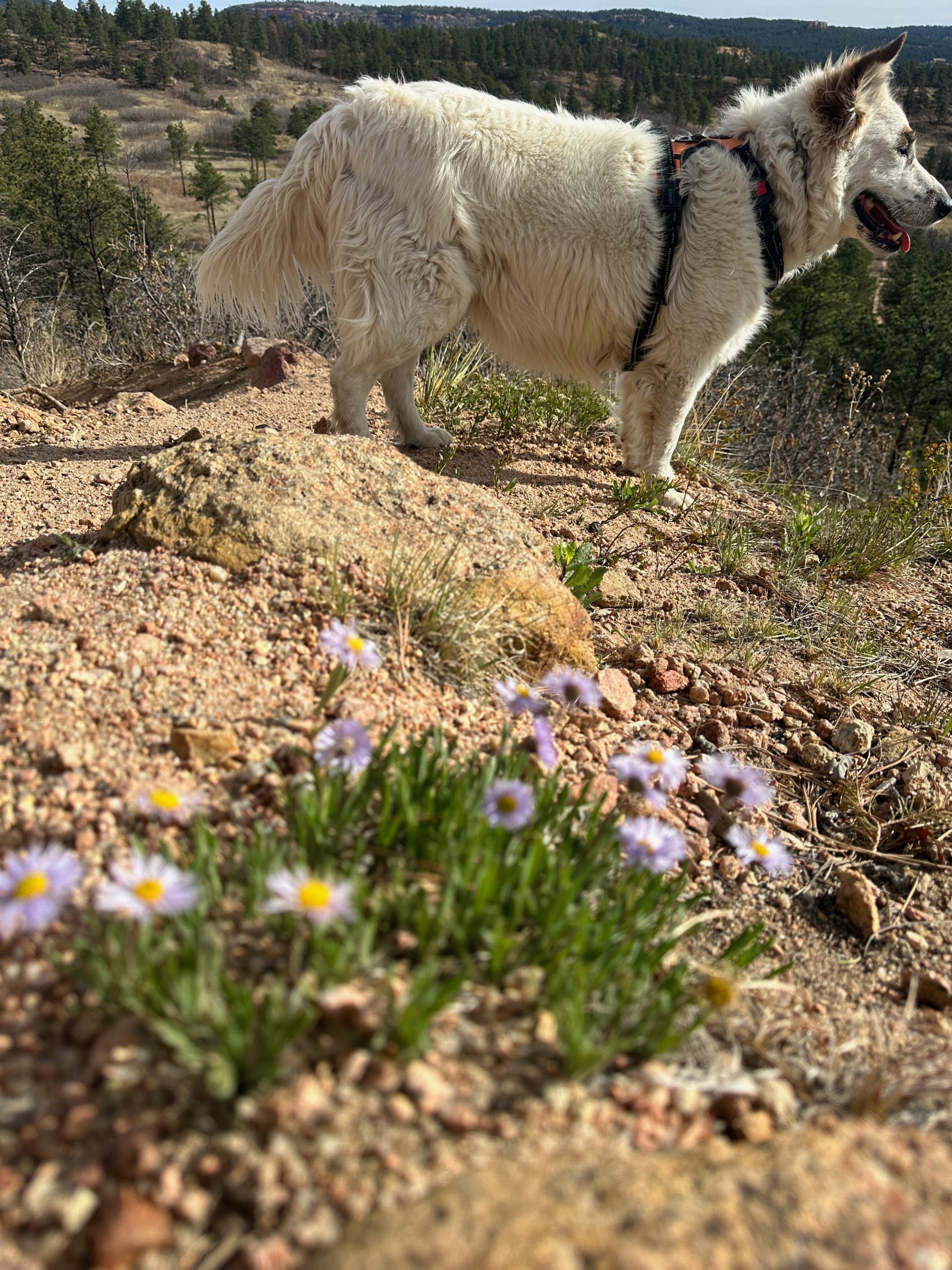 Monument Glamping | Spring Wildflowers Are Starting to Bloom Near Monument Glamping Monument Glamping | Spring Wildflowers Are Starting to Bloom Near Monument Glamping