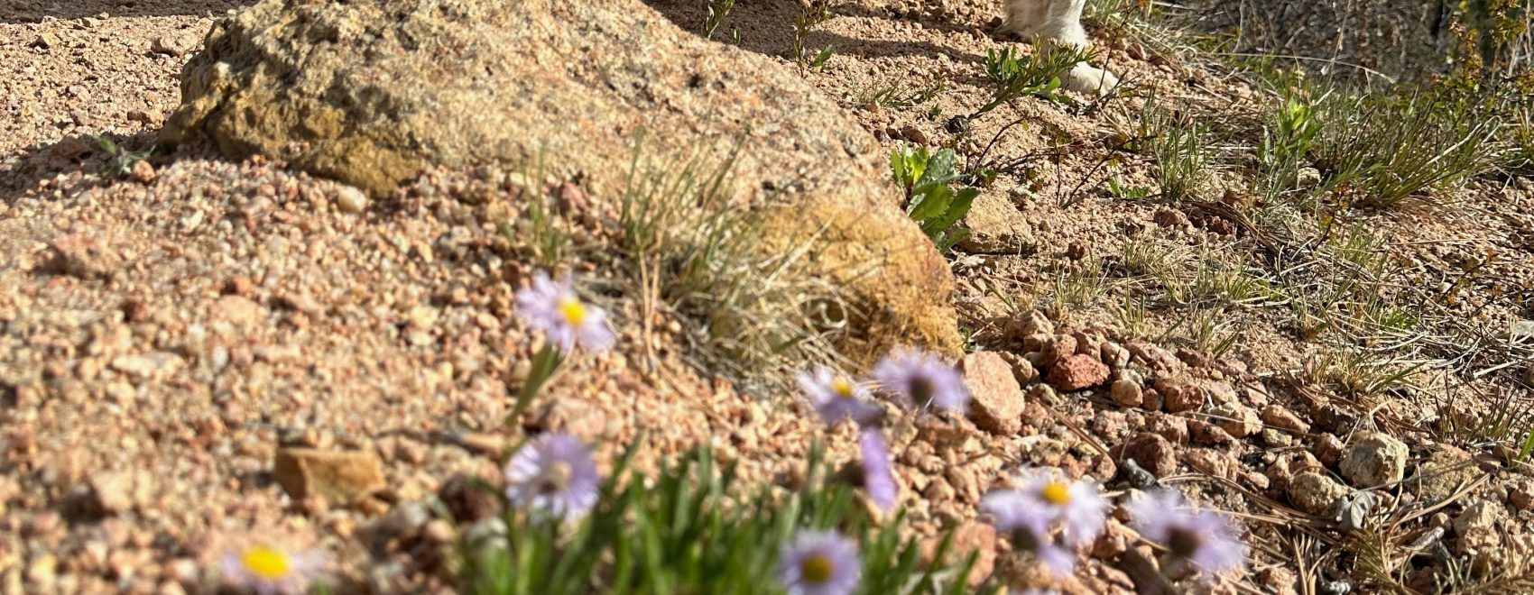Monument Glamping | Spring Wildflowers Are Starting to Bloom Near Monument Glamping Monument Glamping | Spring Wildflowers Are Starting to Bloom Near Monument Glamping